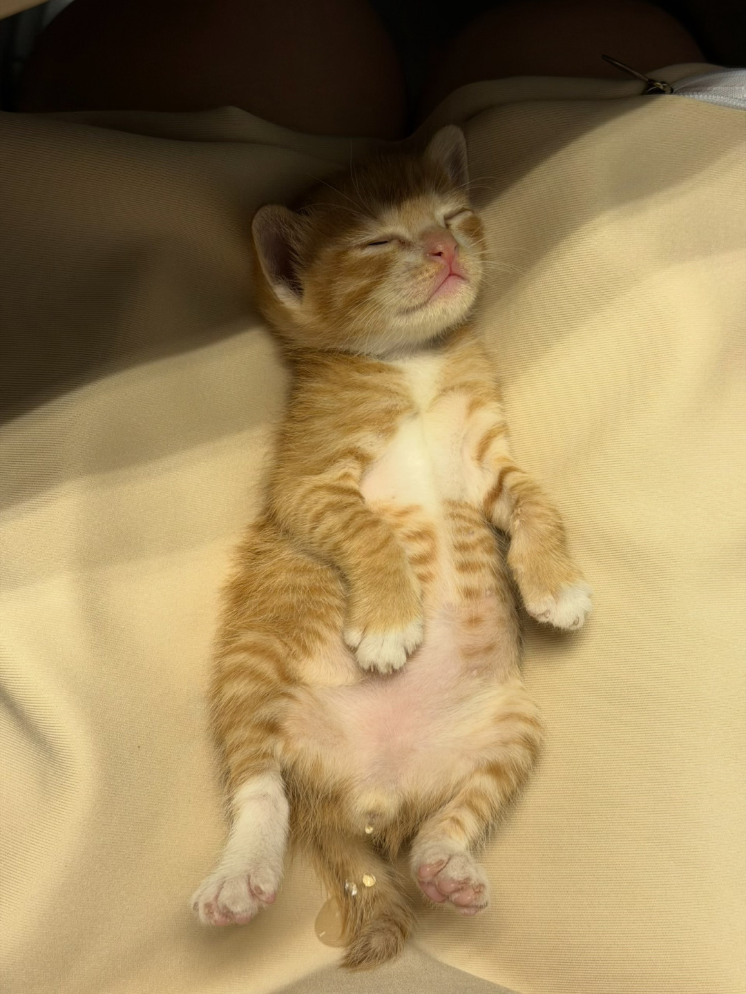 开学第一周,猫突然尿床?先别骂