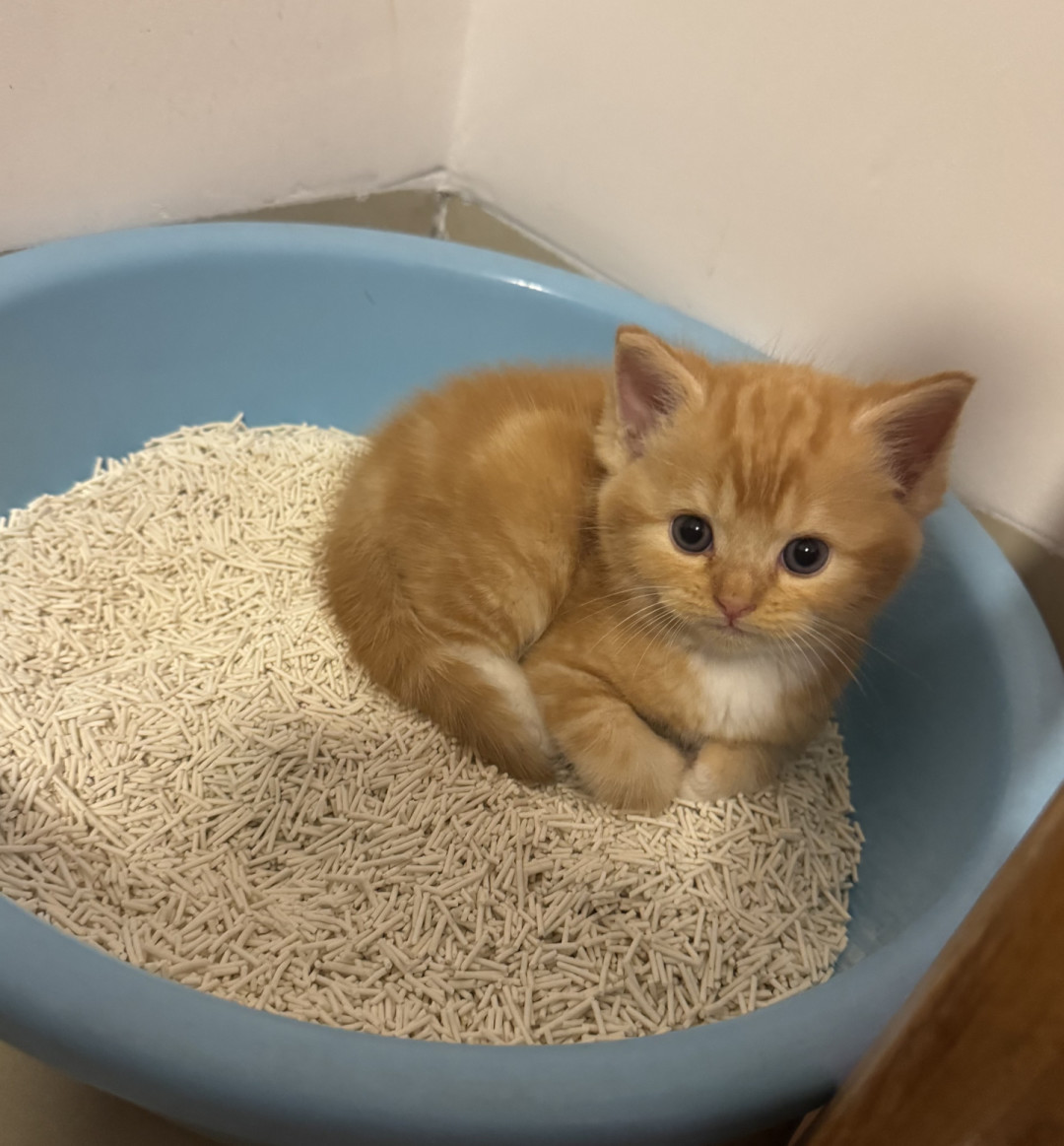 开学第一周,猫突然尿床?先别骂