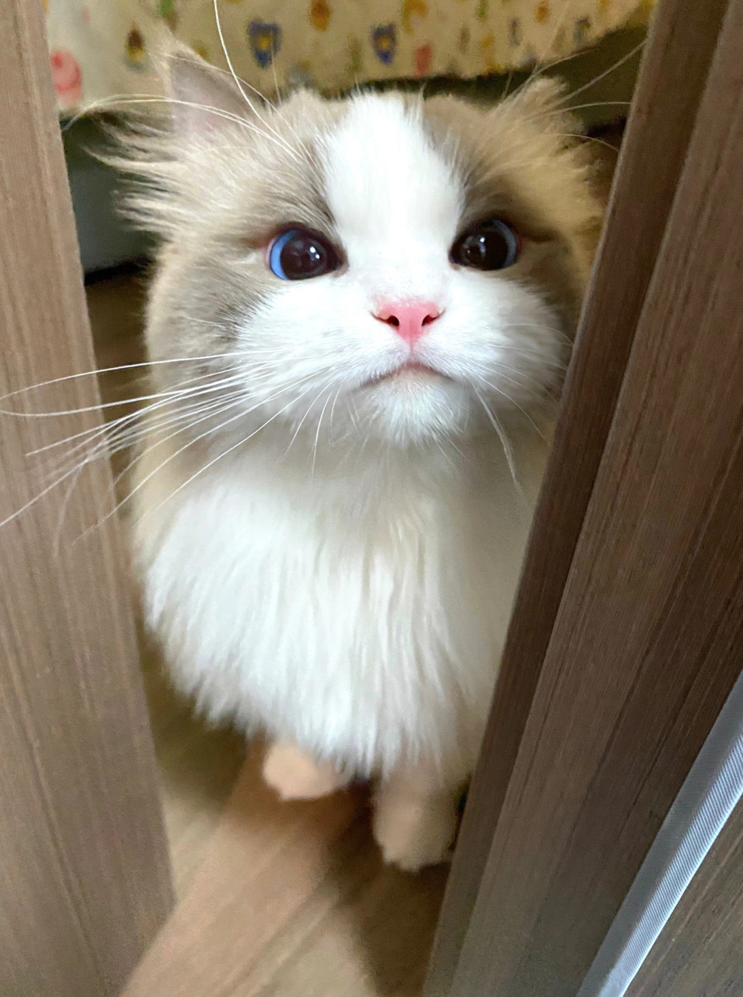 开学第一周,猫突然尿床?先别骂