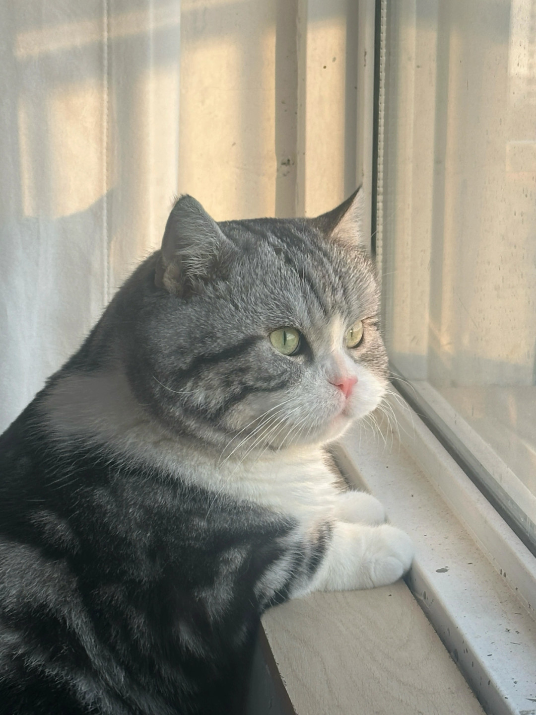 开学第一周,猫突然尿床?先别骂