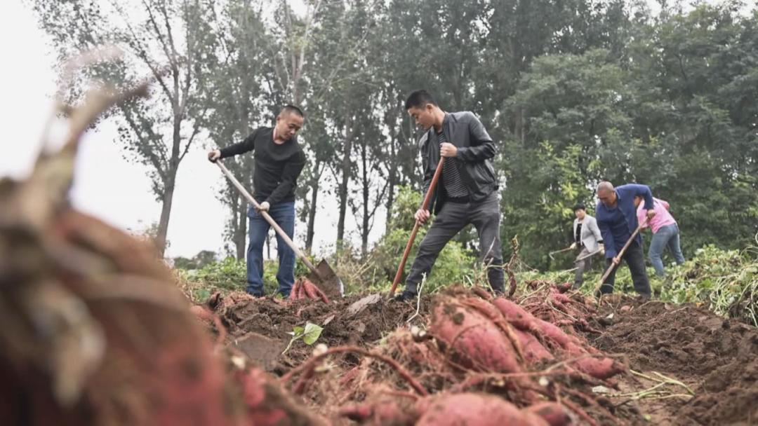 红薯哪个月挖,决定它烂不烂一冬:杀秧、动挖、糖化、下窖,记住这四条温度线