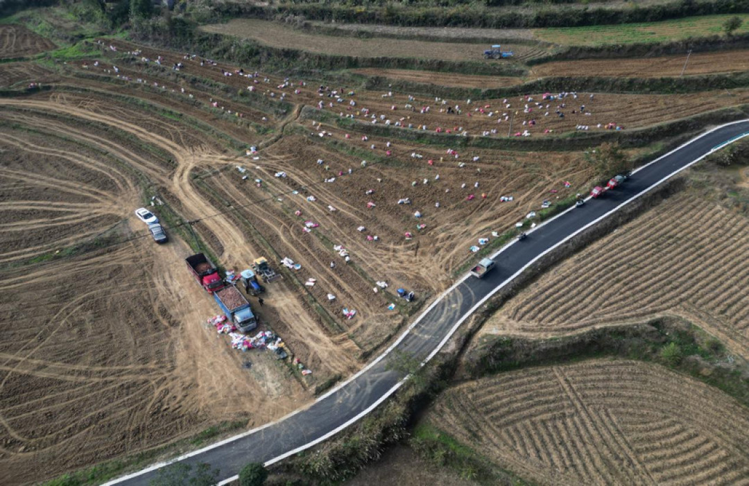 红薯哪个月挖,决定它烂不烂一冬:杀秧、动挖、糖化、下窖,记住这四条温度线