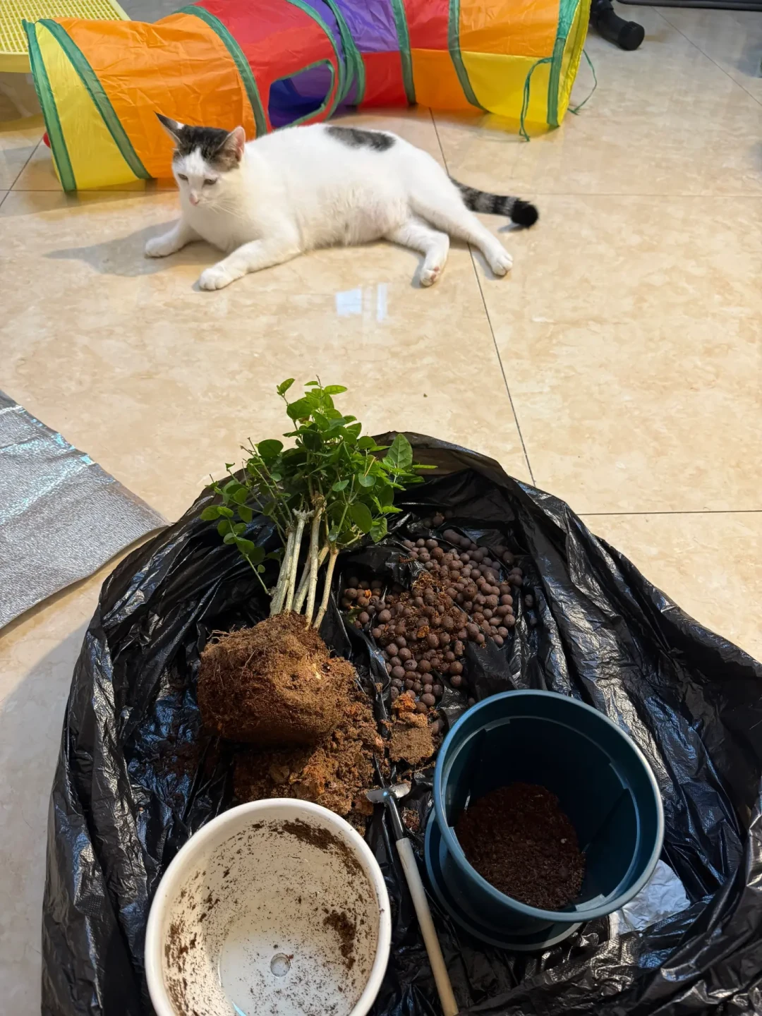 到家那团黄泥到底洗不洗?茉莉