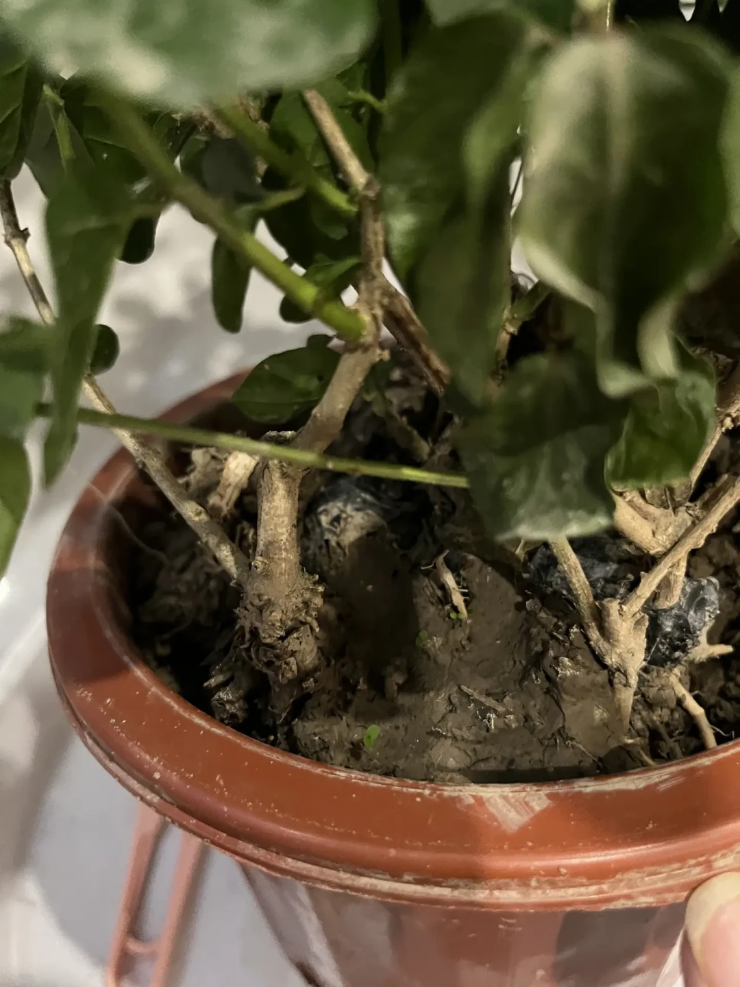 到家那团黄泥到底洗不洗?茉莉