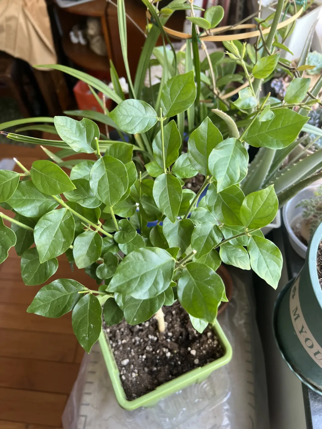 到家那团黄泥到底洗不洗?茉莉