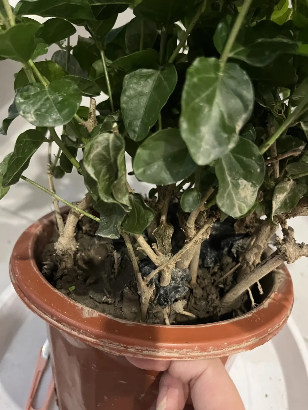 到家那团黄泥到底洗不洗?茉莉