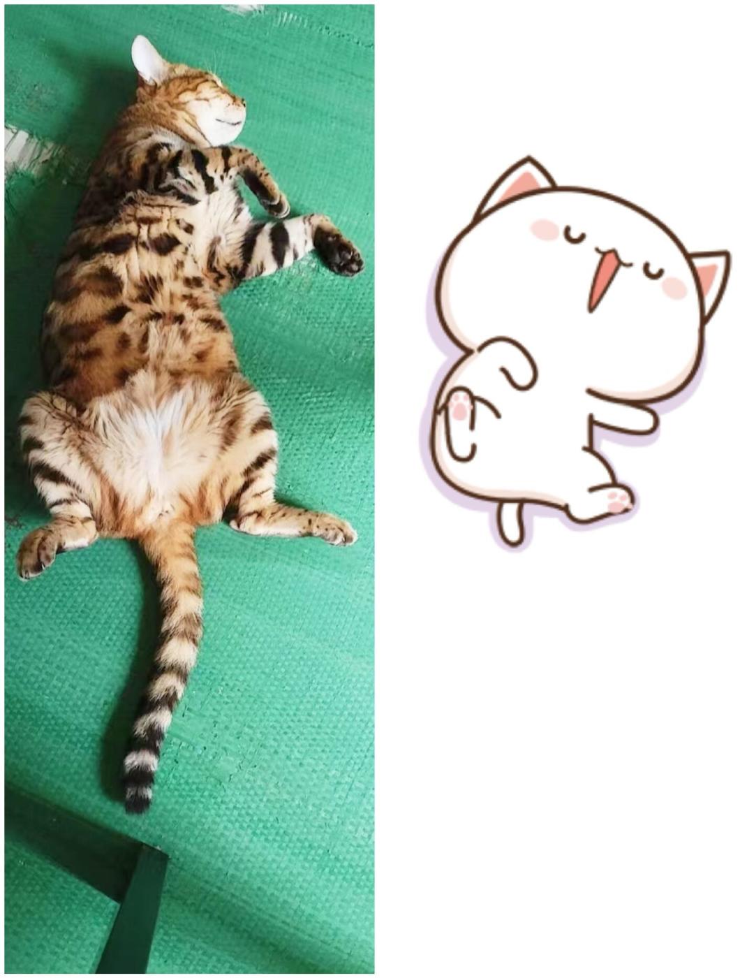 蜜桃猫的“国际大明星”人设：商场实拍、Ozon贴纸摊和一句“不认识”，哪一半是真的？