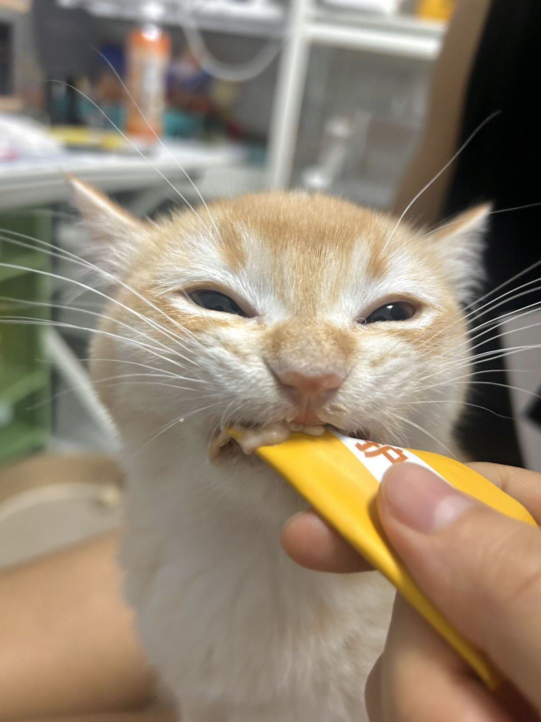 猫条检出三聚氰胺只有国标限量的1/46,品牌却下架退货:复盘这场100天风波,家里那半包这样喂
