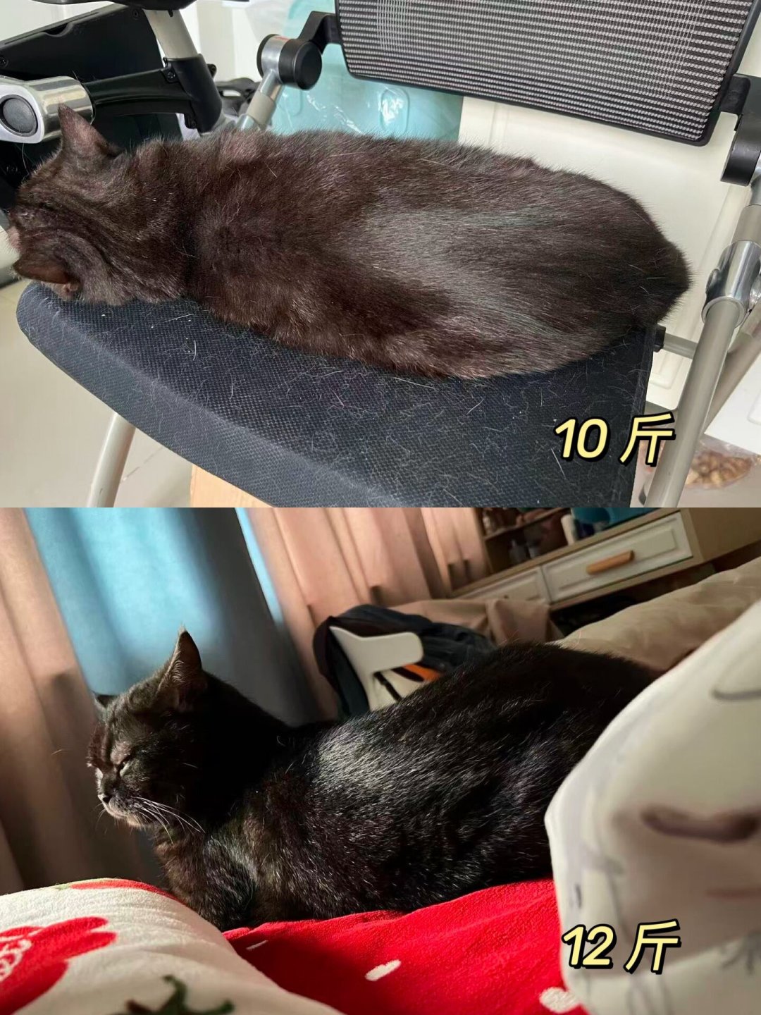 猫查出肾不好,网上的建议全都有道理?先把这本“磷”账算明白