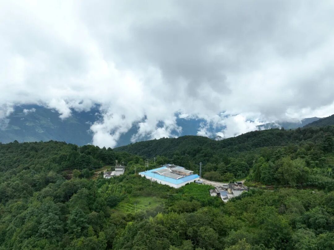 9月想囤红茶的先别急:金骏眉不是越金越好,小种没烟味也未必是假的