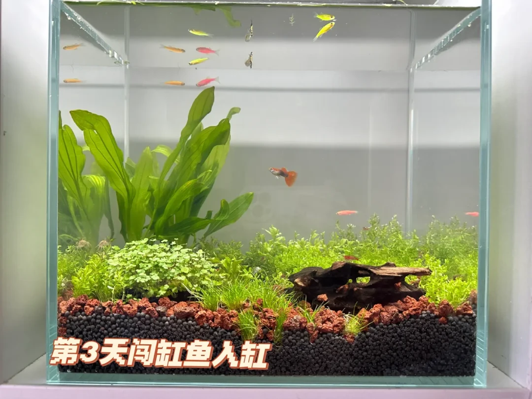 想开三无缸?9月是最后一个窗口:30元材料清单+7种翻车现场,我都替你翻完了