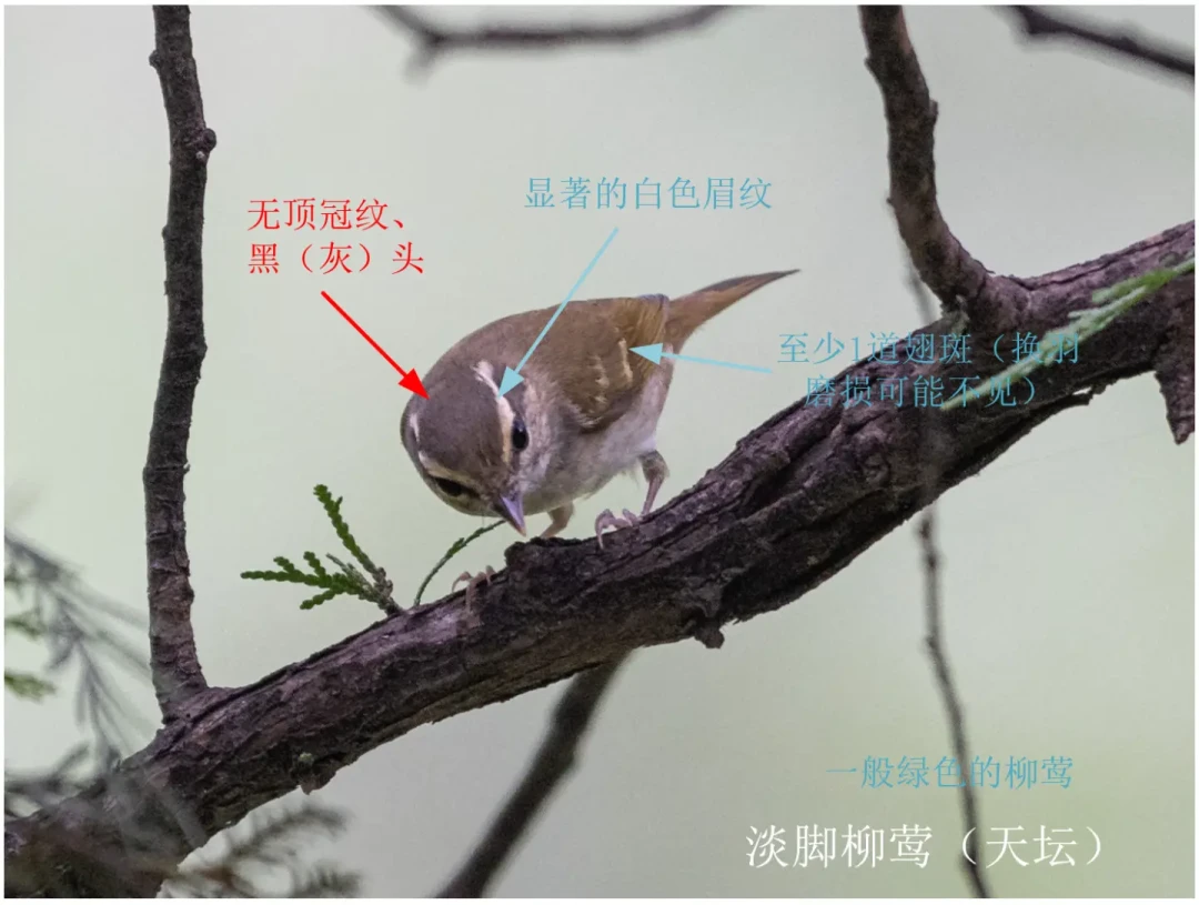 九月的绿化带全是“绿色的鸟”:别再用眼睛认柳莺了,答案在耳朵里