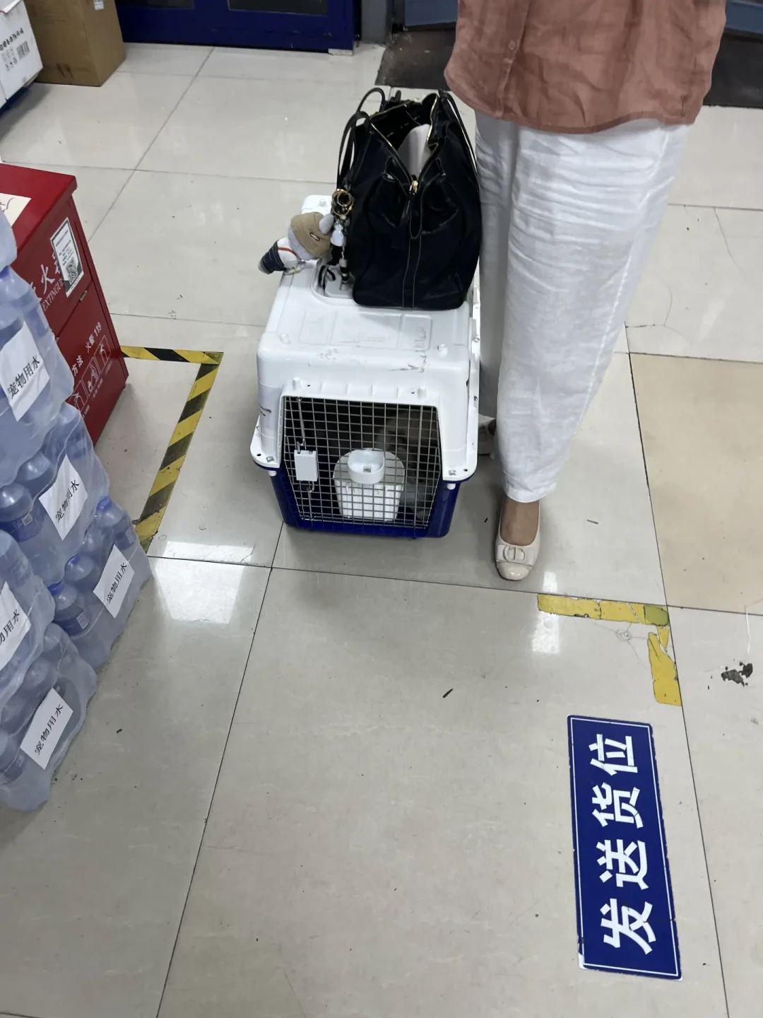13天长假猫狗去哪?官方高铁托运360元起、寄养最高300一天:下单前先核