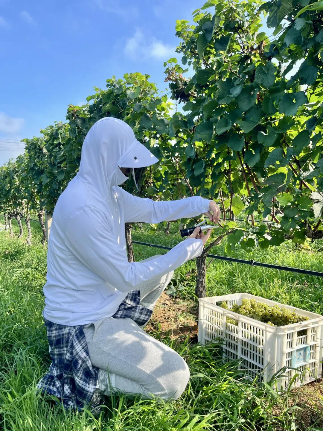 一边喊“慢性自杀”,一边晒试管无色:自酿葡萄酒进入高峰季,先分清2个假恐慌、3个真风险,再决定开不开瓶