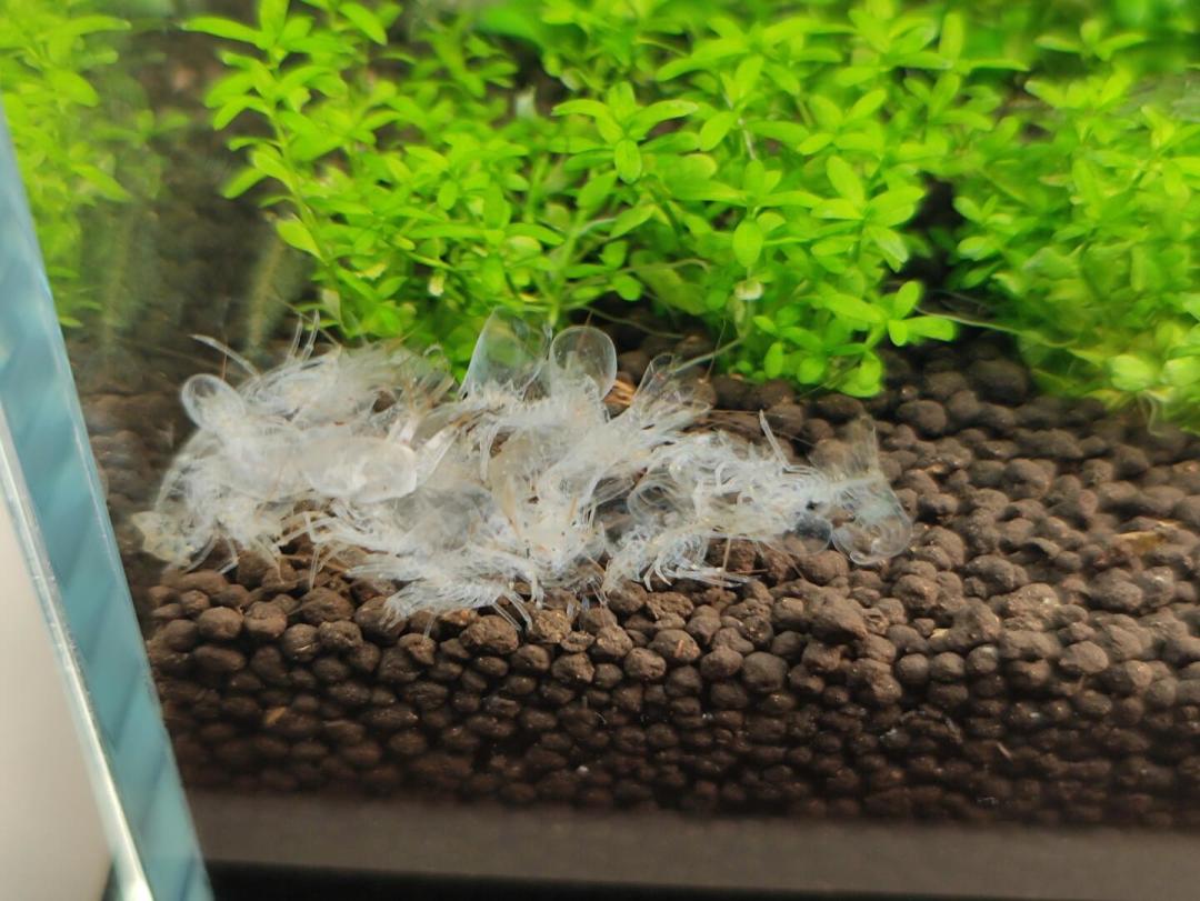 缸里突然多出“虾尸”？先别急着捞：观赏虾蜕壳的7种现场对照表