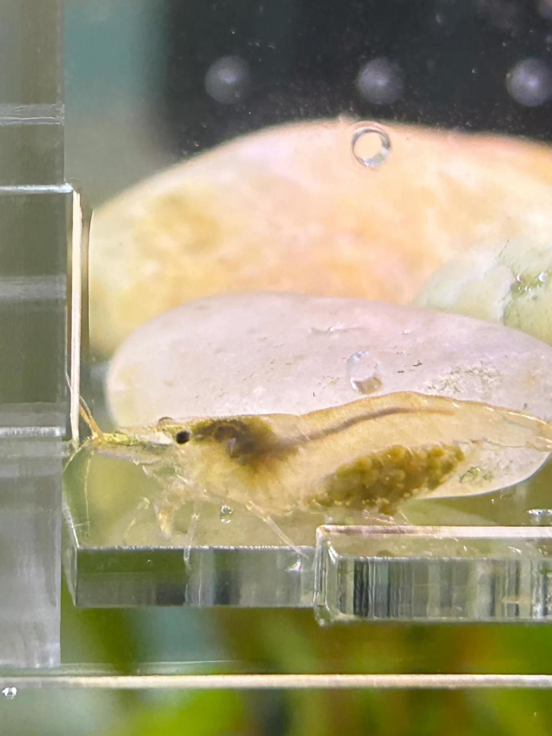 缸里突然多出“虾尸”？先别急着捞：观赏虾蜕壳的7种现场对照表