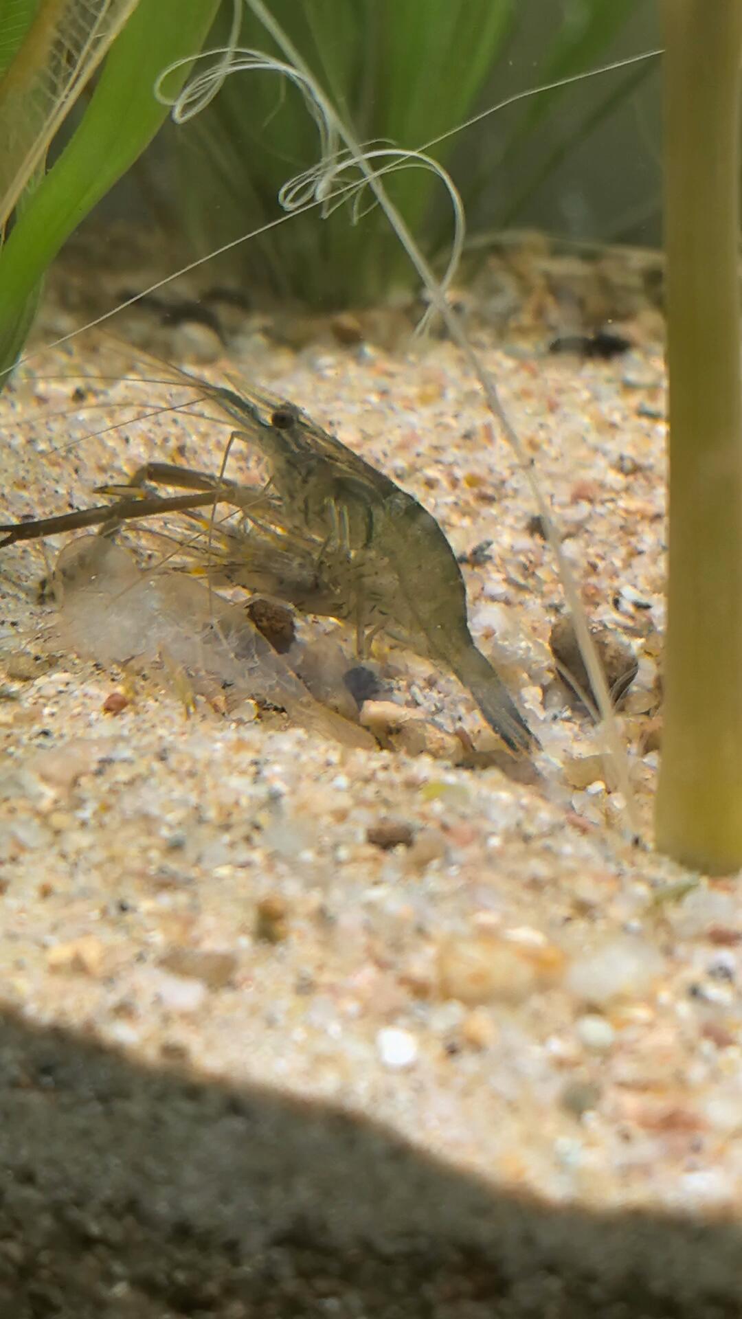 缸里突然多出“虾尸”？先别急着捞：观赏虾蜕壳的7种现场对照表