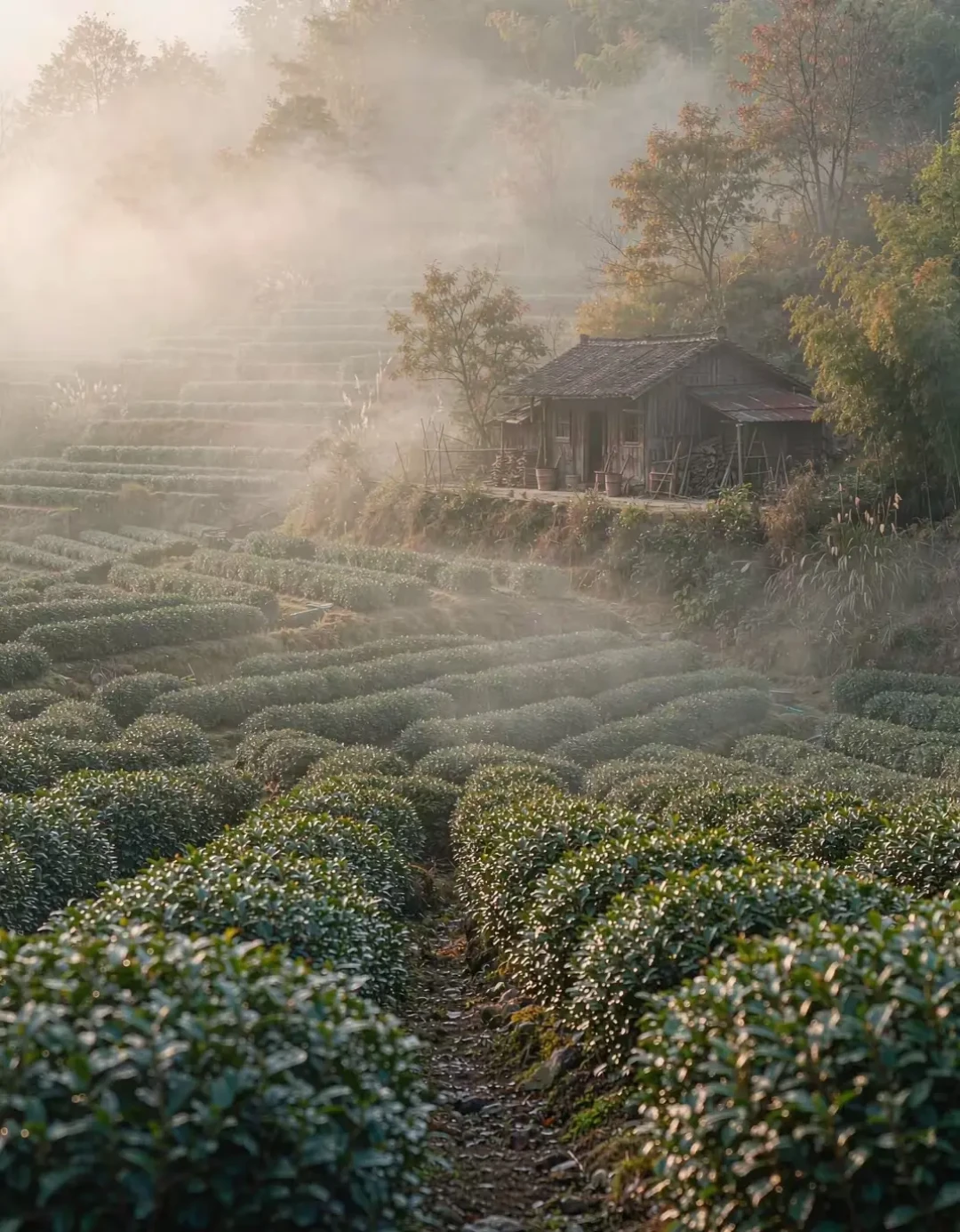 白露还没到,“白露茶现货”已经满屏:买今年普洱秋茶,先看懂这张时间表