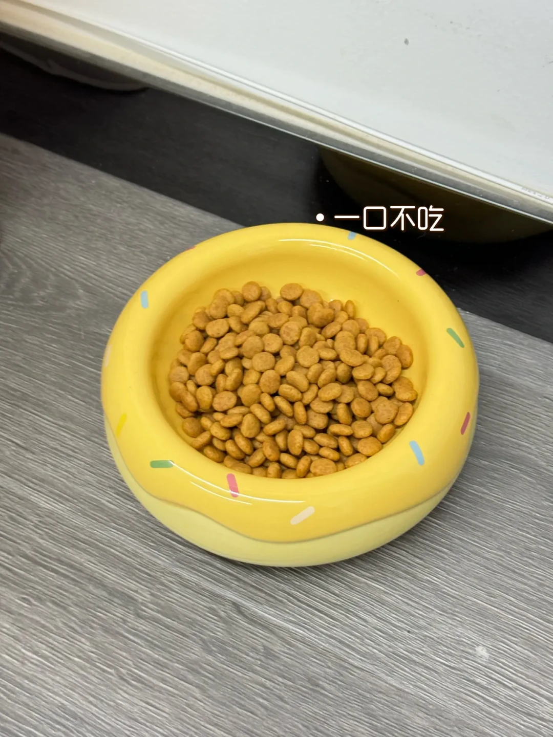 肾病猫拒绝处方粮:别饿着、别强喂,