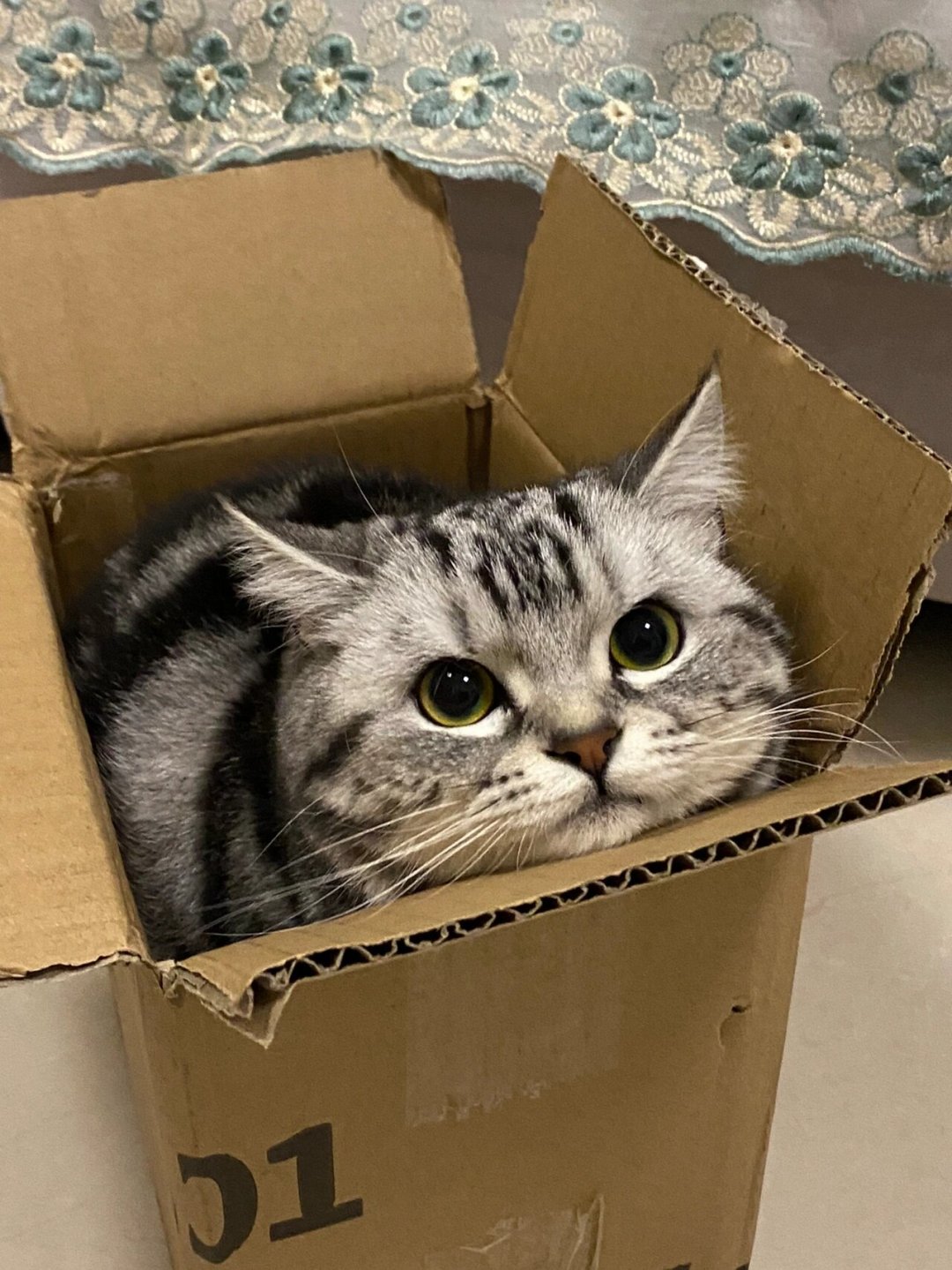花了一百多买玩具,猫只玩快递箱?翻完全网避雷帖,我整明白了