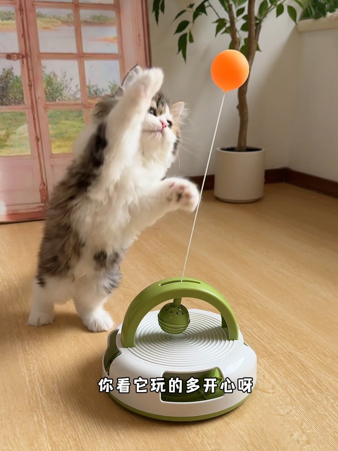花了一百多买玩具,猫只玩快递箱?翻完全网避雷帖,我整明白了