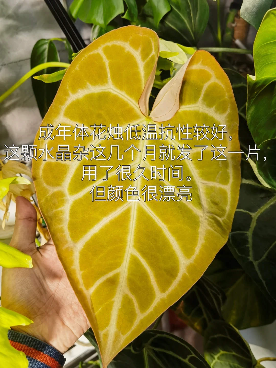 把热带雨林搬回家之前：三条路线、三种预算，和一个十月就关闭的动手窗口