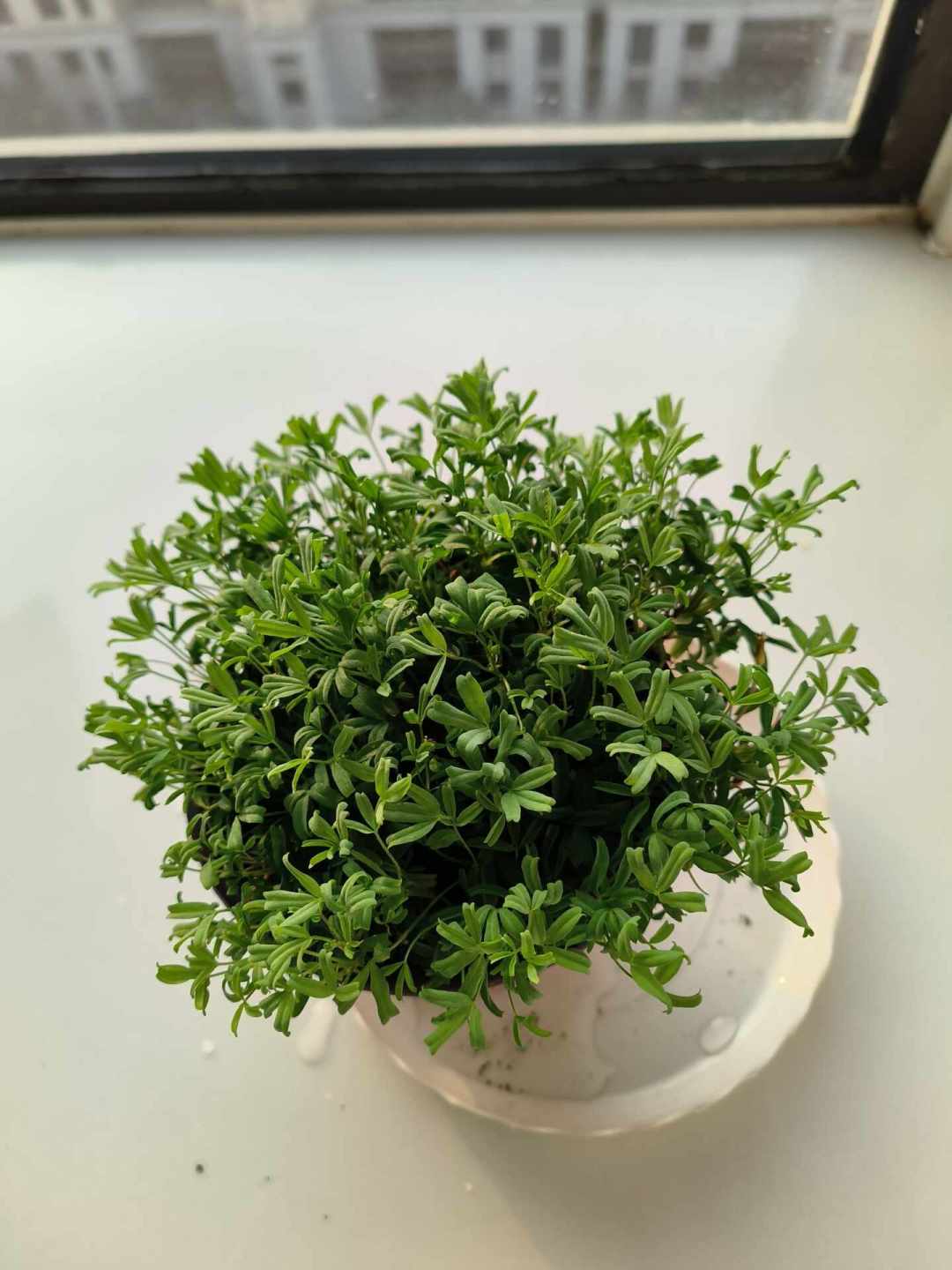 海妈喊“窗口期到了”,最高赞评论却让全国花友等一等:酢浆草按温度种、别看日历,去年半年看草的三大坑今年别再踩