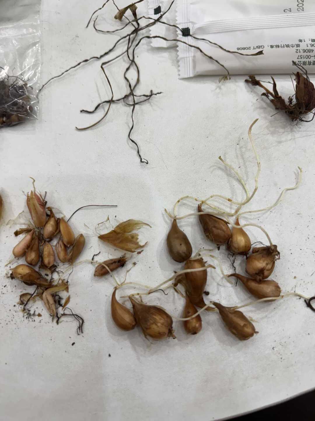 海妈喊“窗口期到了”,最高赞评论却让全国花友等一等:酢浆草按温度种、别看日历,去年半年看草的三大坑今年别再踩
