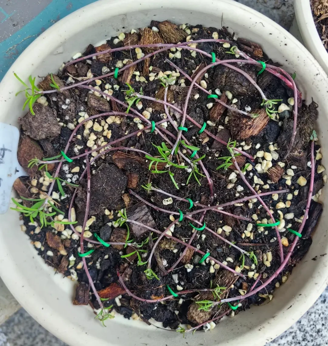 海妈喊“窗口期到了”,最高赞评论却让全国花友等一等:酢浆草按温度种、别看日历,去年半年看草的三大坑今年别再踩