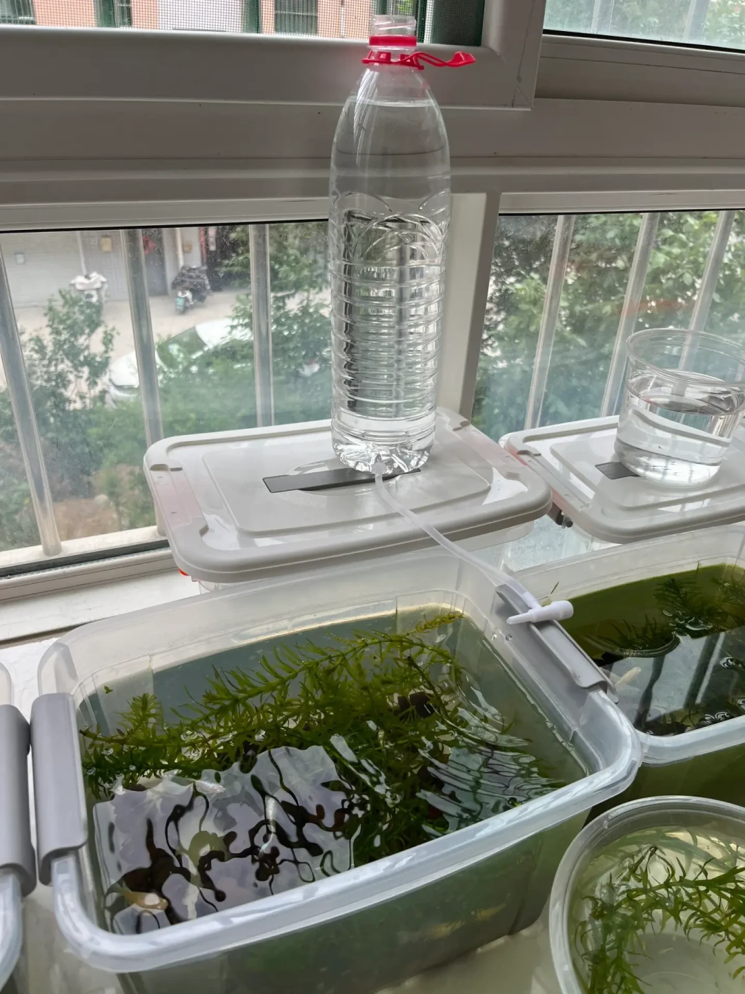 鱼缸自动换水正在被玩命DIY:翻完三条路线和414条评论,我先劝你保住地板