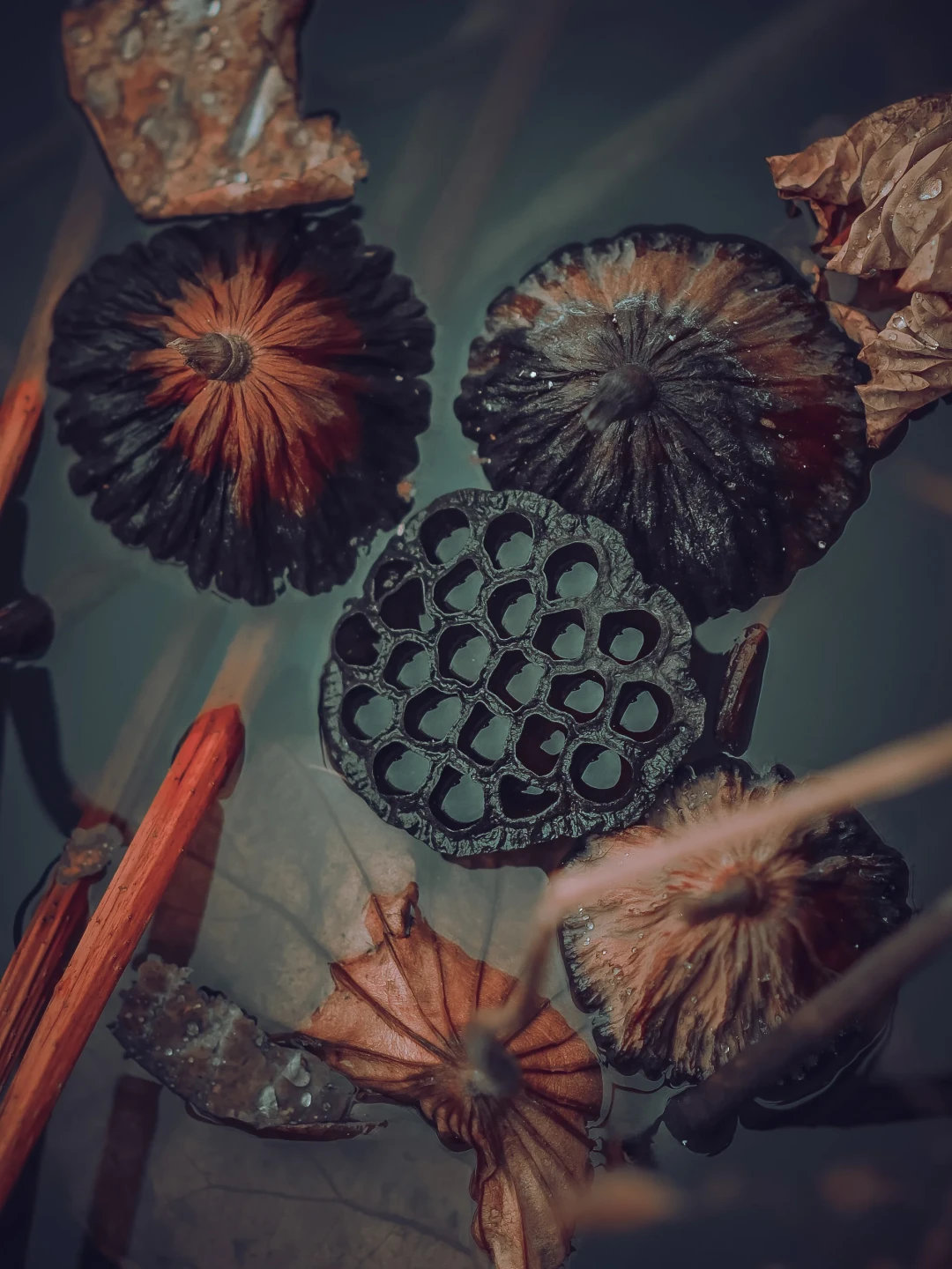 荷季收尾,残荷开场:秋天这趟回本,别再用夏天的拍法