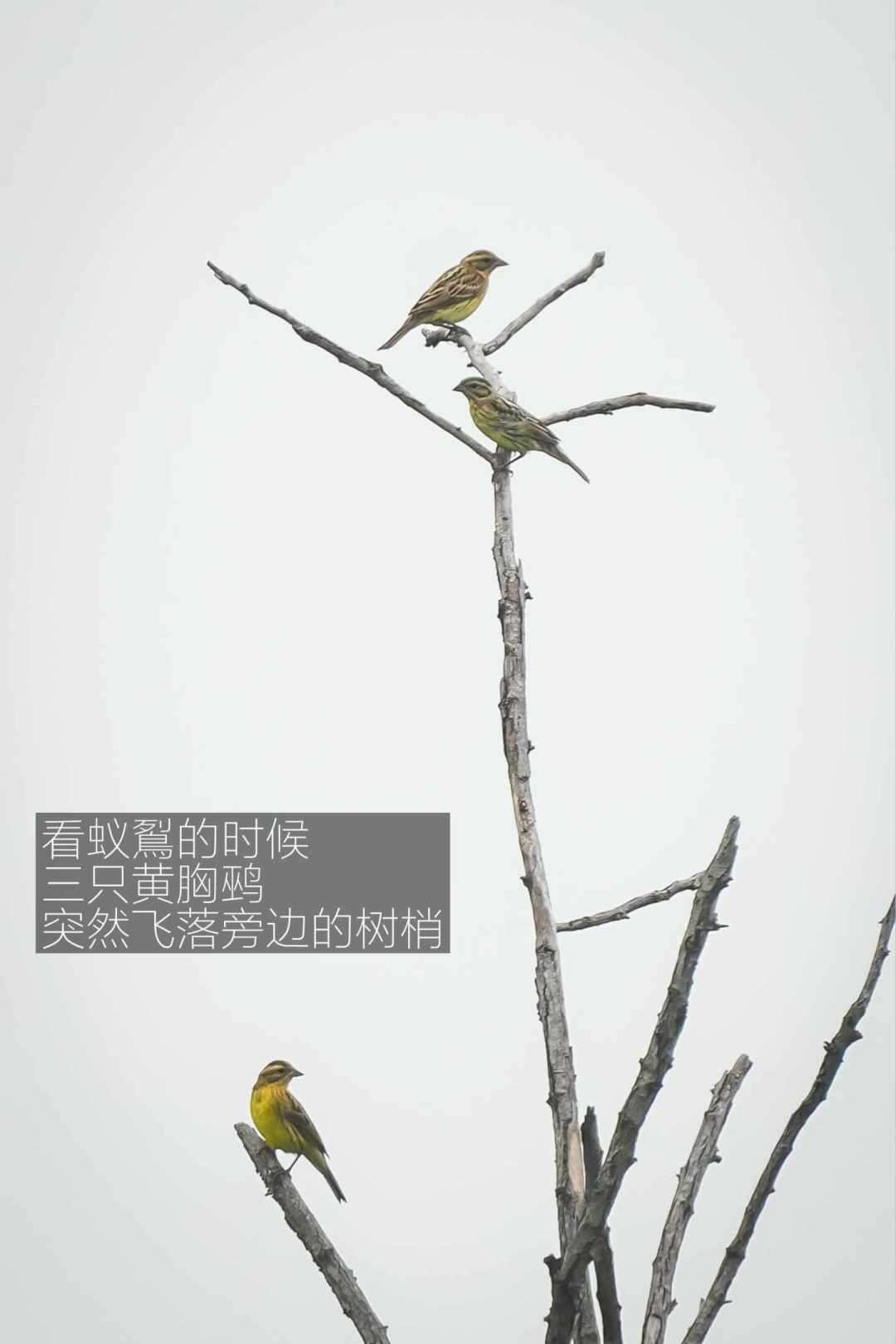 秋迁季开启:第一台观鸟望远镜,花多少钱够用?帮你按档算清