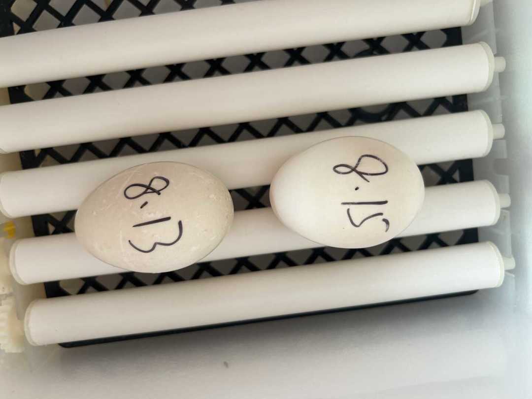 买种蛋是孵化里最深的水:2元到50元一枚,到底能孵出几只小鸡?