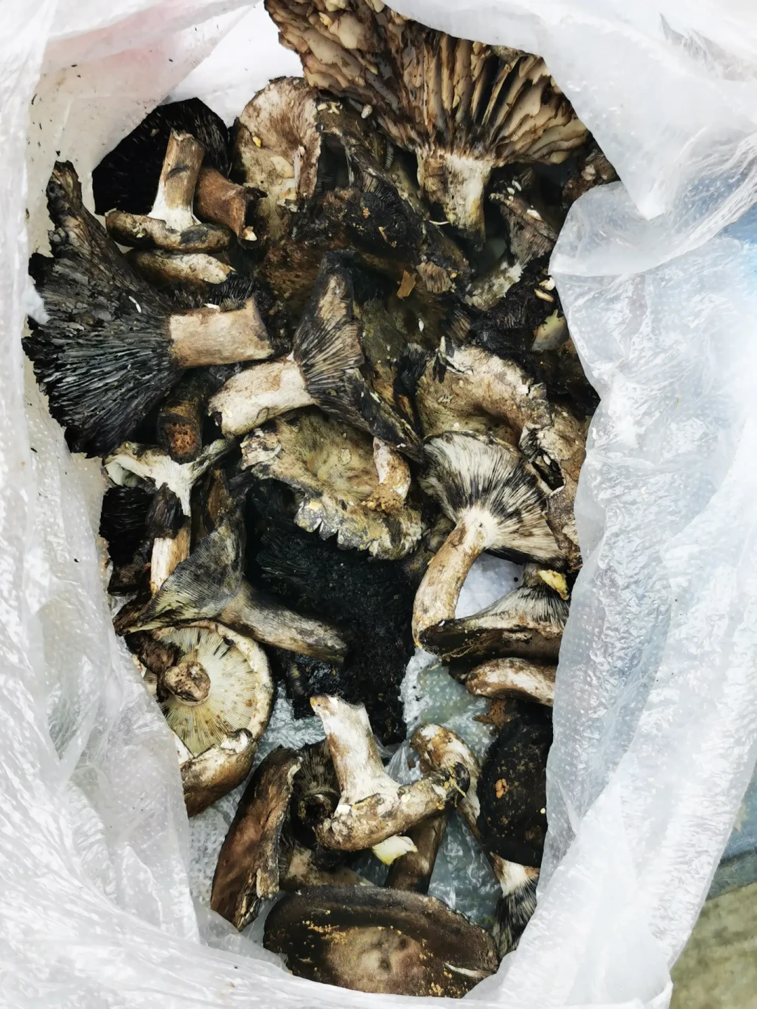 捡菌子进入尾声:9.9元到198元的体验团,哪些是坑哪些值得报,还有一条绝不能碰的红线
