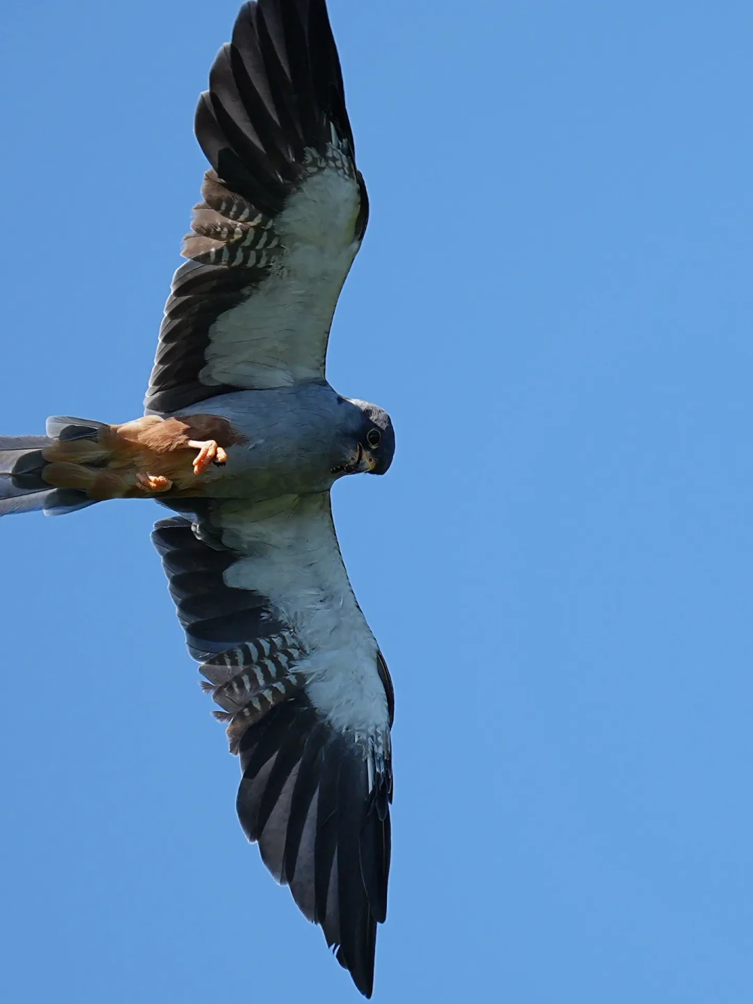 秋迁已经开场:九月是全年最值得观鸟的窗口期,分地区去哪儿看都在这