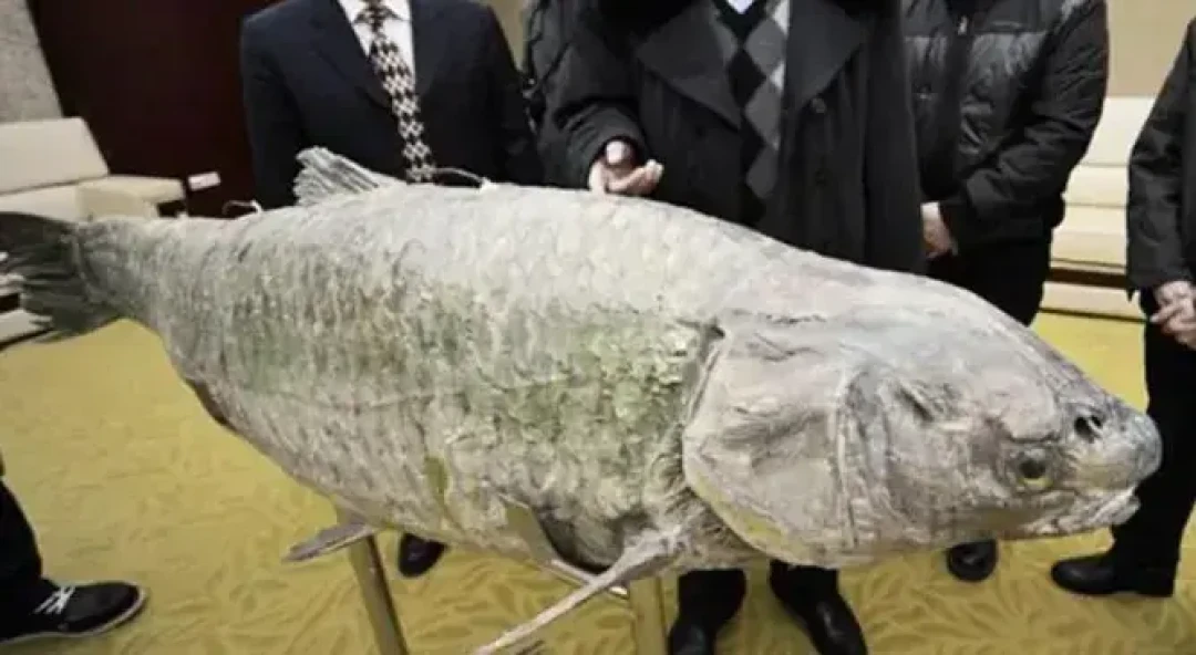 百斤巨青这个夏天连爆三条,秋天想守巨物的钓友,先把这三笔账算清
