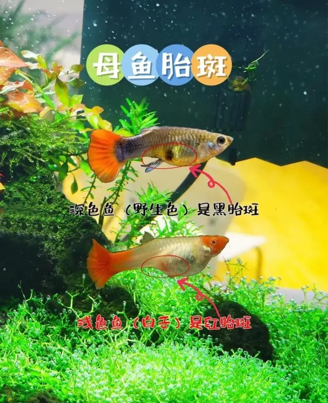 母鱼肚子鼓了却猜不准哪天生?我把二十多条孔雀鱼生产记录对成了时间线