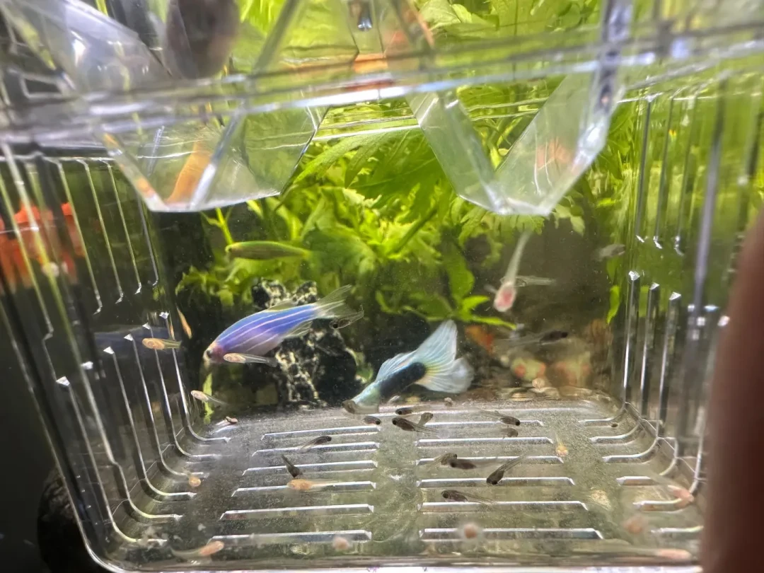 母鱼肚子鼓了却猜不准哪天生?我把二十多条孔雀鱼生产记录对成了时间线
