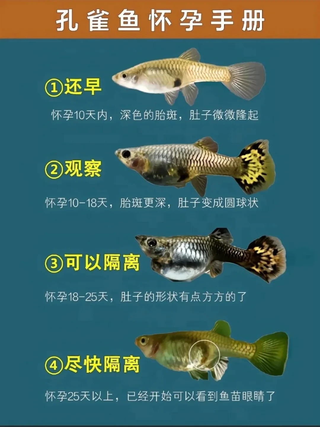 母鱼肚子鼓了却猜不准哪天生?我把二十多条孔雀鱼生产记录对成了时间线