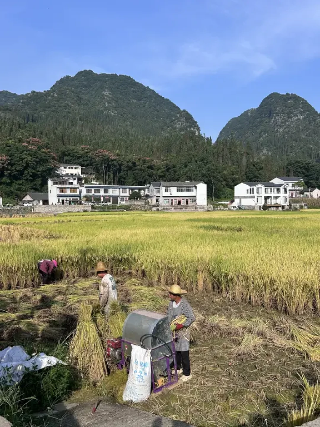 王濛的未来40天:3档节目、2场线下,票别买错日子