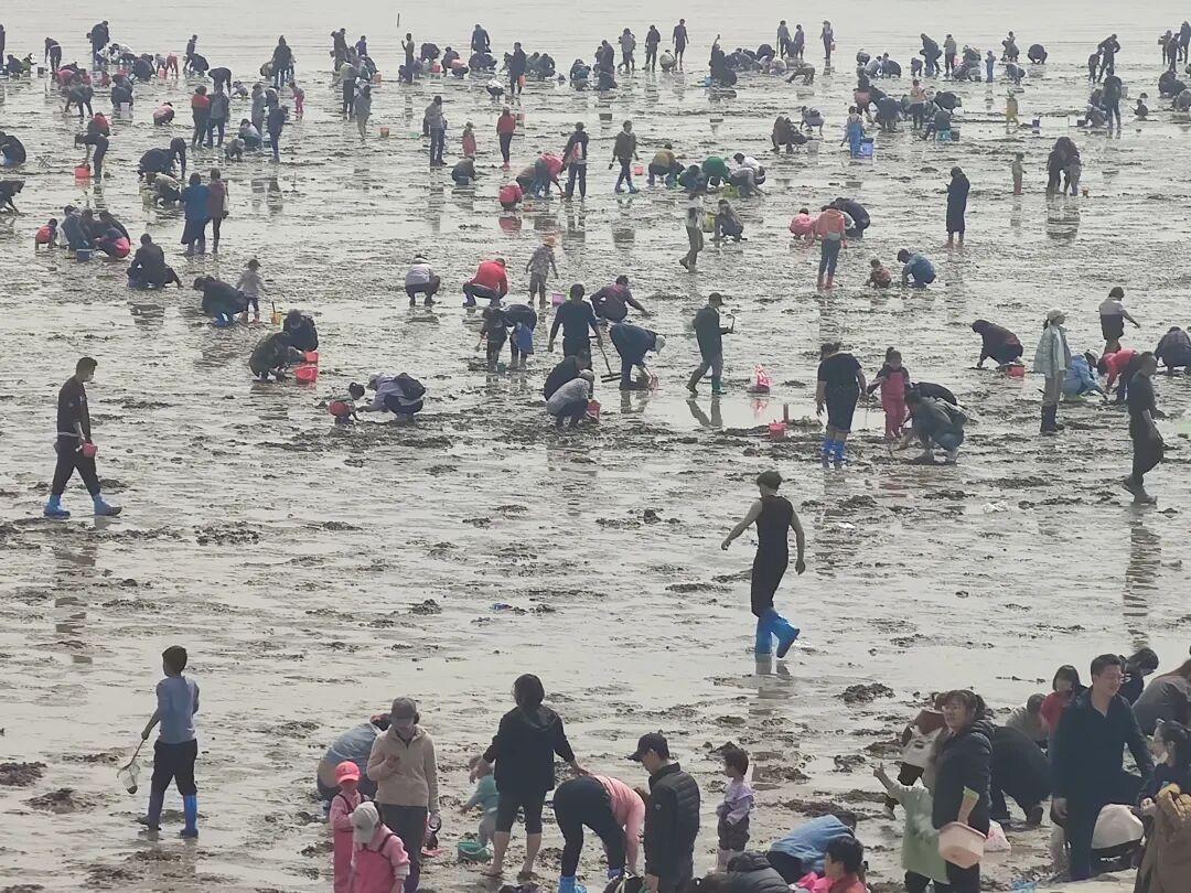 拖拉机撒蛤蜊,游客追着挖:开海季想挖