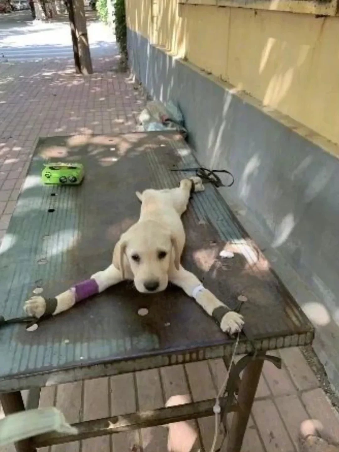 大型犬一个月花500还是1500?拆完评论区20份真实账单后发现:便宜狗粮根本没省钱