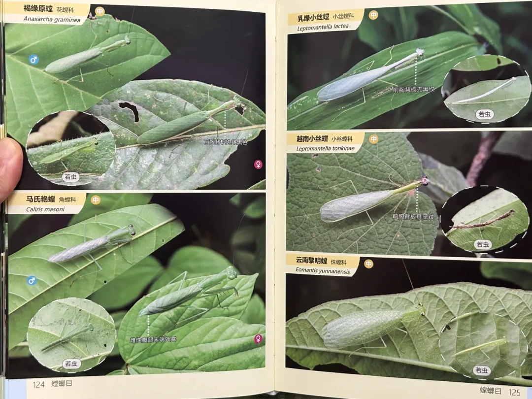 版纳昆虫研学翻车被曝光:下单前先问这3个问题,答不上来,你花的就不是自然课的钱