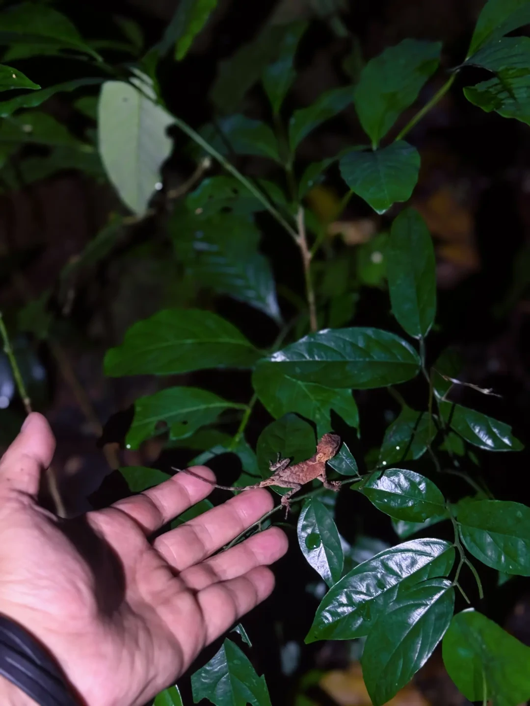 版纳昆虫研学翻车被曝光:下单前先问这3个问题,答不上来,你花的就不是自然课的钱