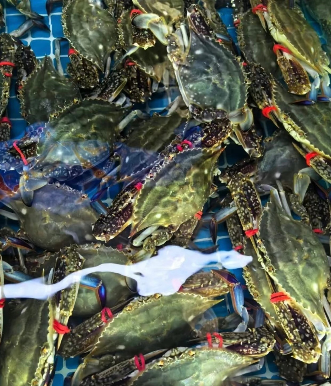 9月1日开海,“海鲜配啤酒是痛风套餐”又刷屏:翻完嘌呤表和风险数据,我发现这口酒不是“戒”那么简单