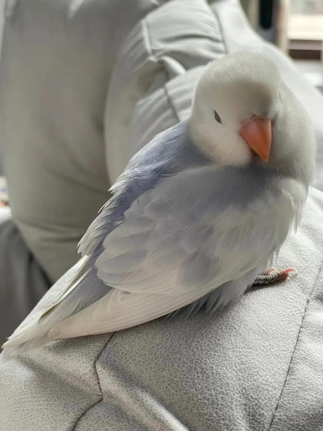 一只鹦鹉会抑郁,两只就不亲人?翻完全网“养单还是养双”的争论帖,我发现这事根本不是数学题