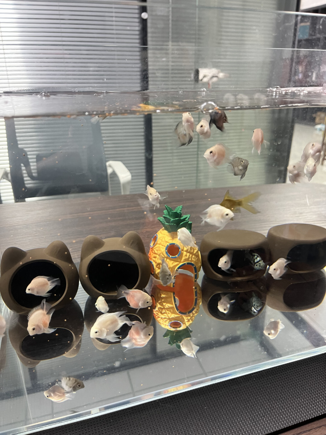 裸缸换水派战又吵起来了:勤换和