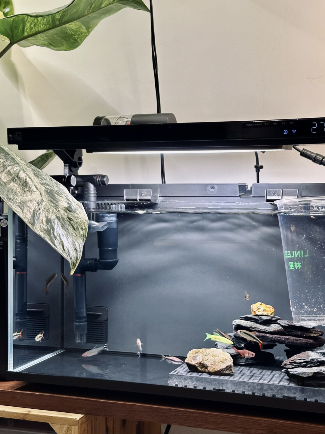 裸缸换水派战又吵起来了:勤换和