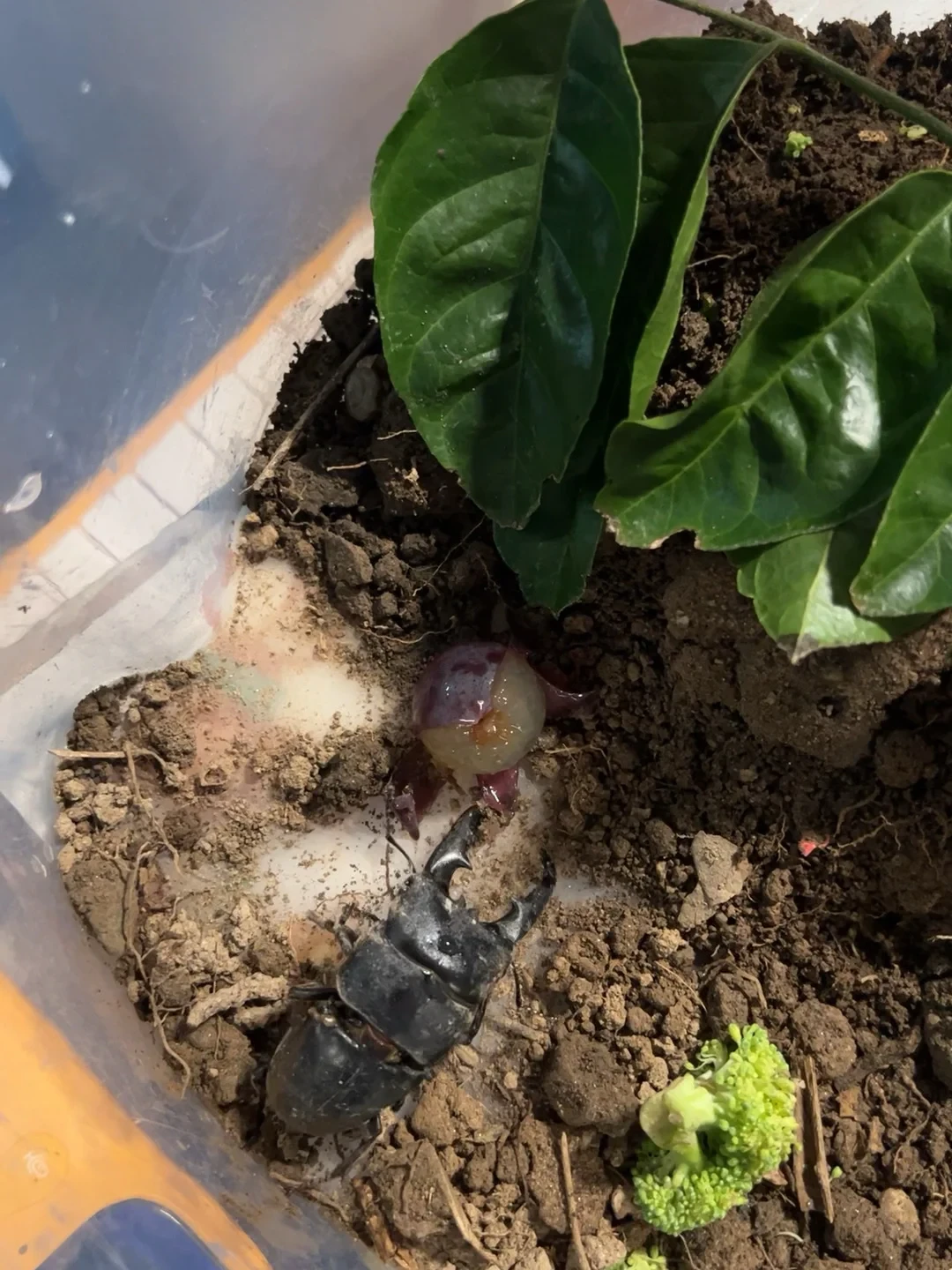 九月新入手的甲虫,多半不是饿死的:社区60条有效评论翻下来,三大死因全是“太用心”