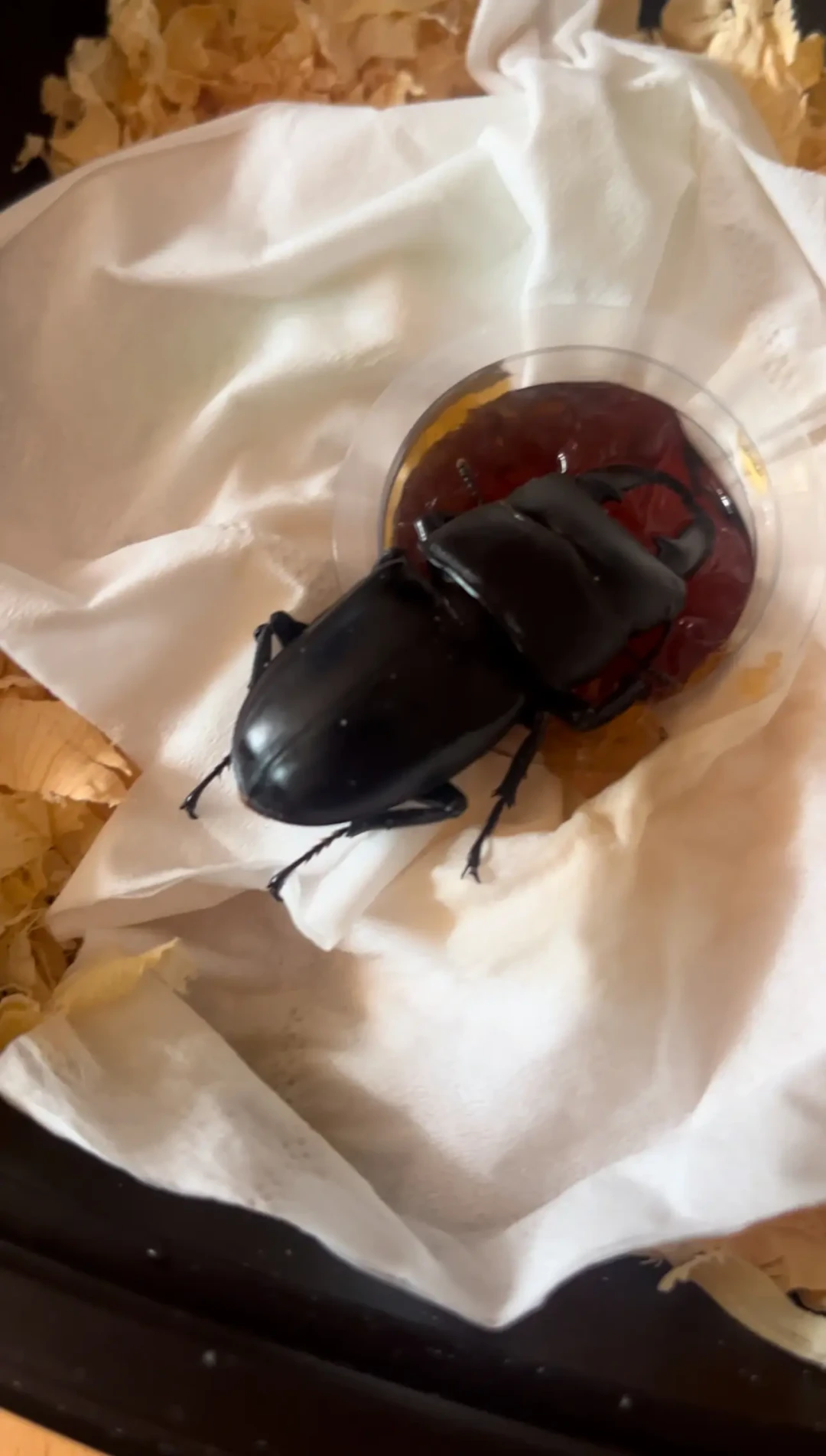九月新入手的甲虫,多半不是饿死的:社区60条有效评论翻下来,三大死因全是“太用心”